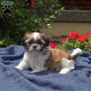 TatorTot, Shih Tzu Puppy